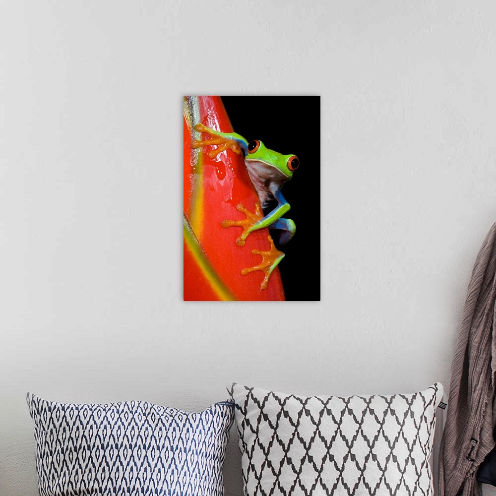 A bohemian room featuring Red-Eyed Tree Frog