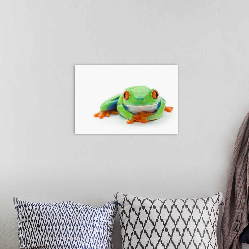 A bohemian room featuring Red-Eyed Tree Frog (Agalychnis Callidryas)