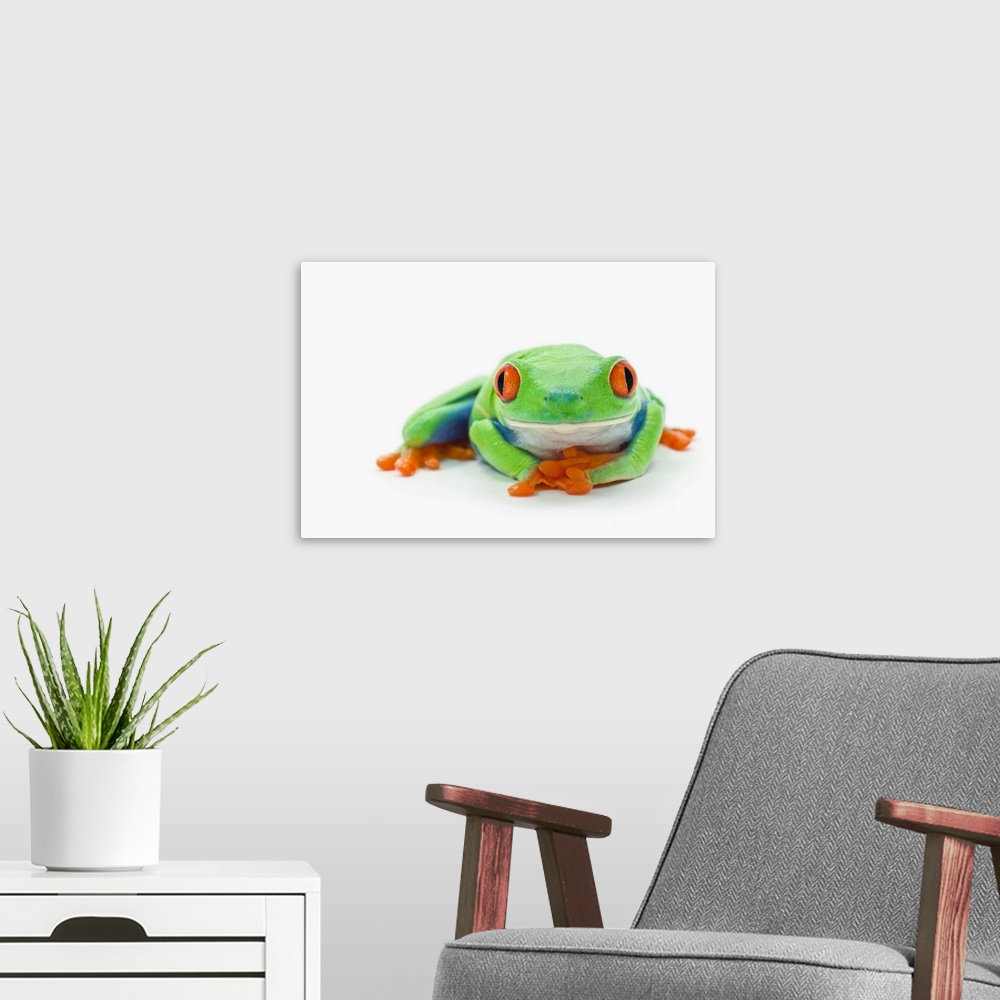 A modern room featuring Red-Eyed Tree Frog (Agalychnis Callidryas)