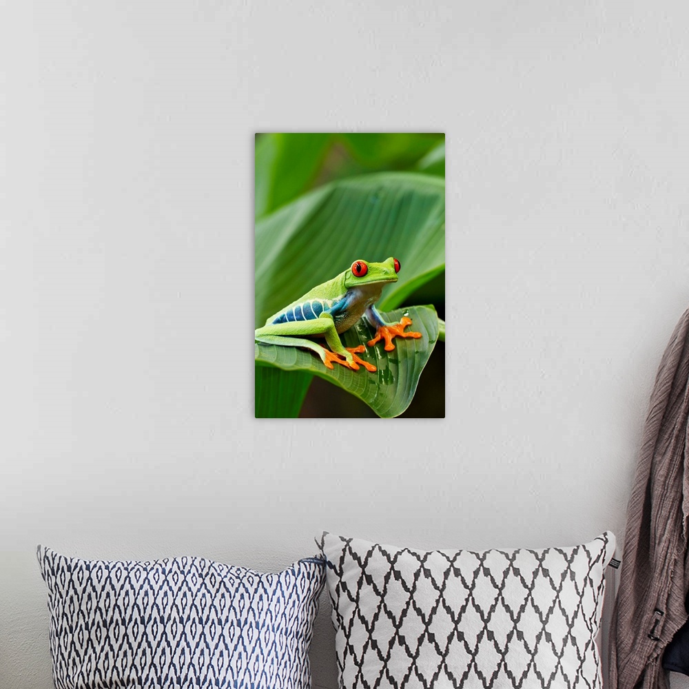 A bohemian room featuring Costa Rica, Monteverde, Red-eyed Tree Frog (Agalychnis callidryas) resting on leaf (Captive)
