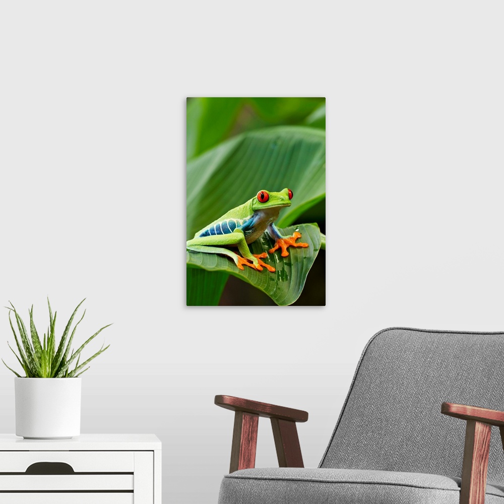 A modern room featuring Costa Rica, Monteverde, Red-eyed Tree Frog (Agalychnis callidryas) resting on leaf (Captive)