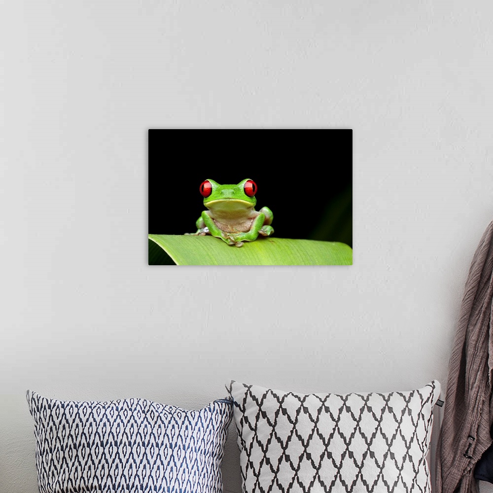 A bohemian room featuring Costa Rica, Carate, Red-eyed Tree Frog (Agalychnis callidryas) resting on leaf in Osa Peninsula a...