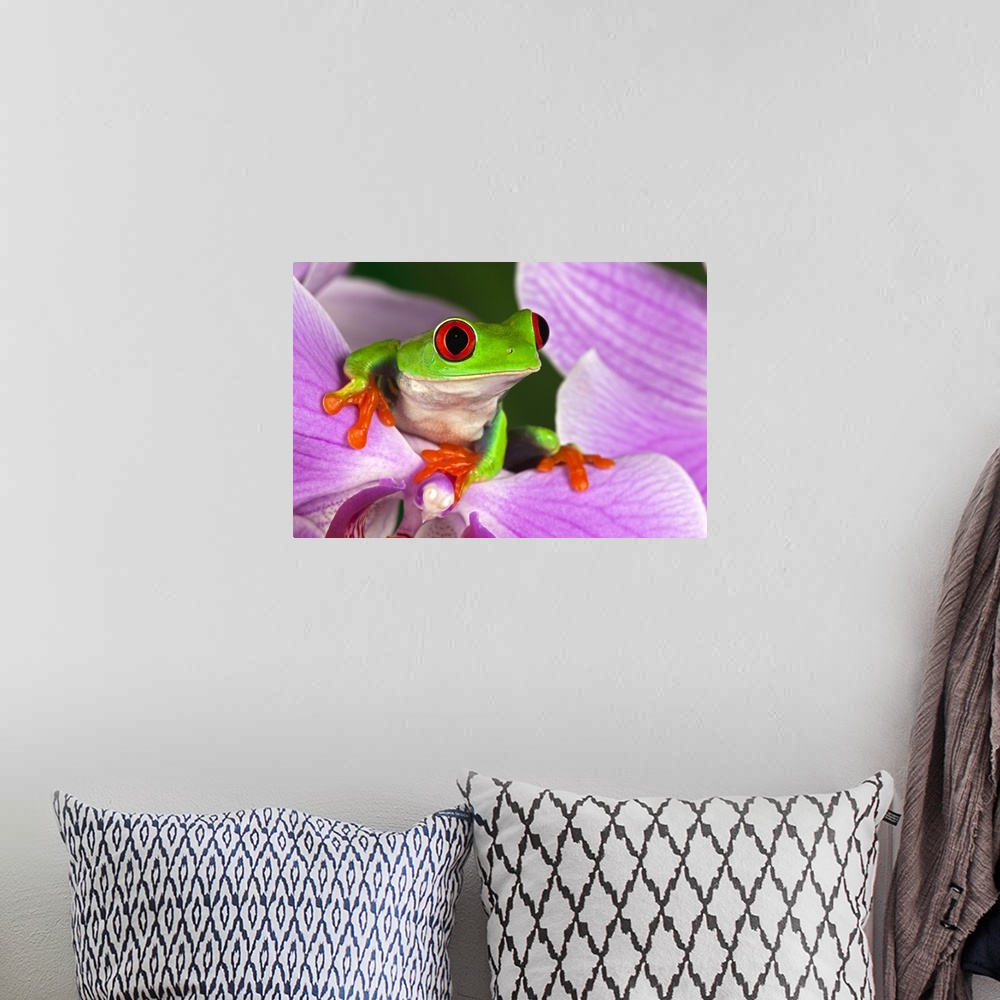 A bohemian room featuring Red-eyed tree frog on flower