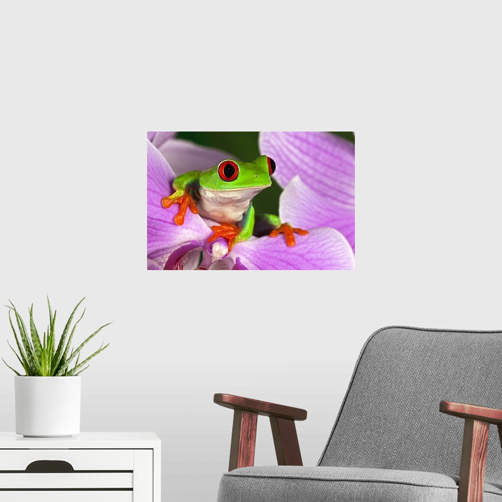 A modern room featuring Red-eyed tree frog on flower