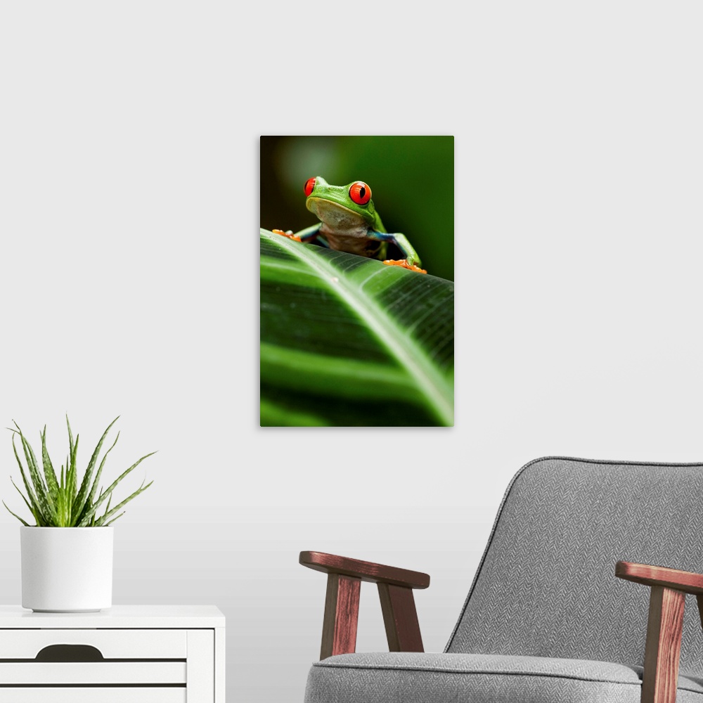 A modern room featuring Red-Eyed Tree Frog On Leaf