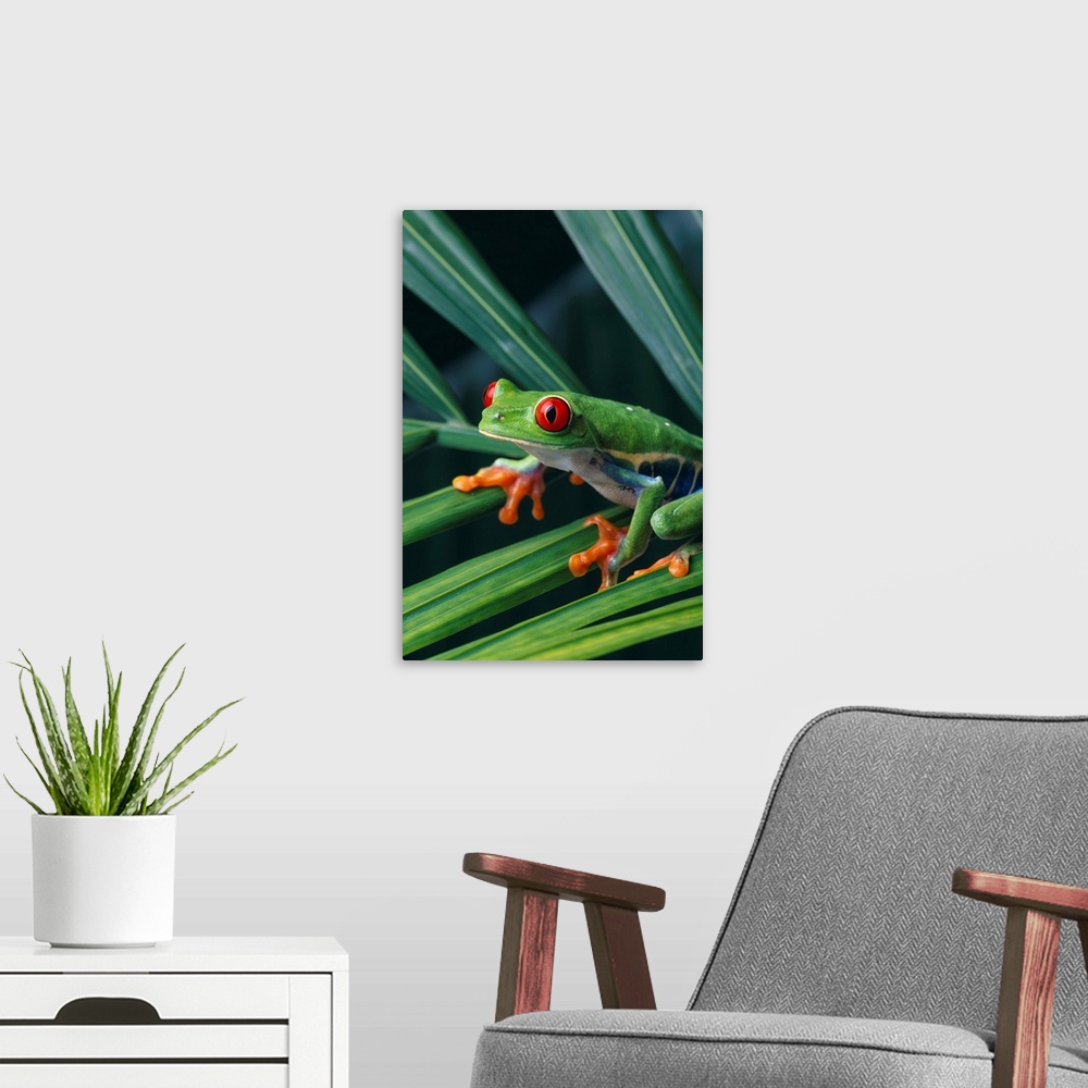 A modern room featuring Red Eyed Tree Frog On Plant