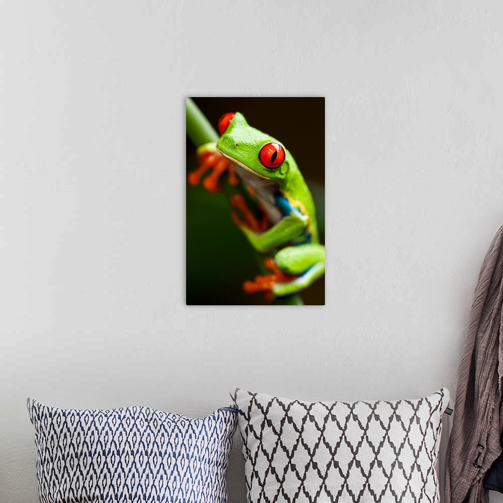 A bohemian room featuring Red-Eyed Tree Frog On Stem