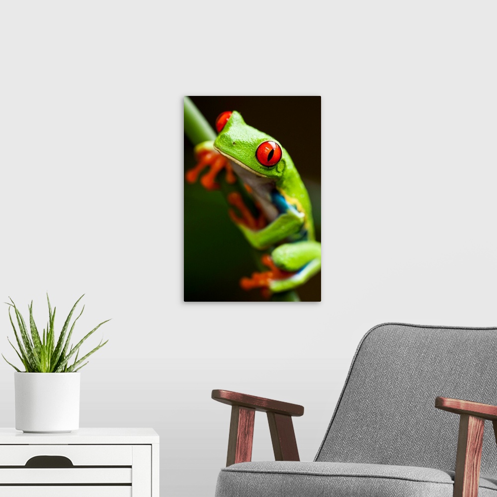 A modern room featuring Red-Eyed Tree Frog On Stem