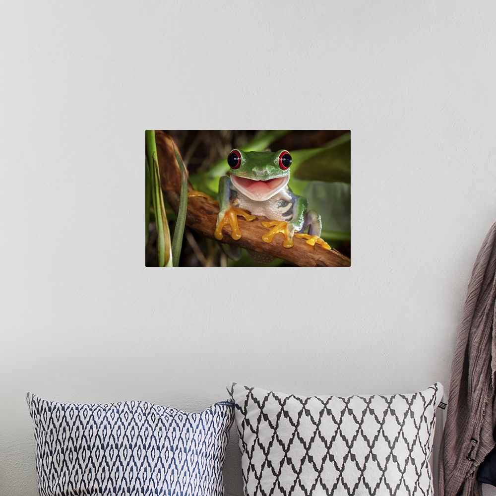 A bohemian room featuring Red-eyed tree frog sitting on the branch and smiling.