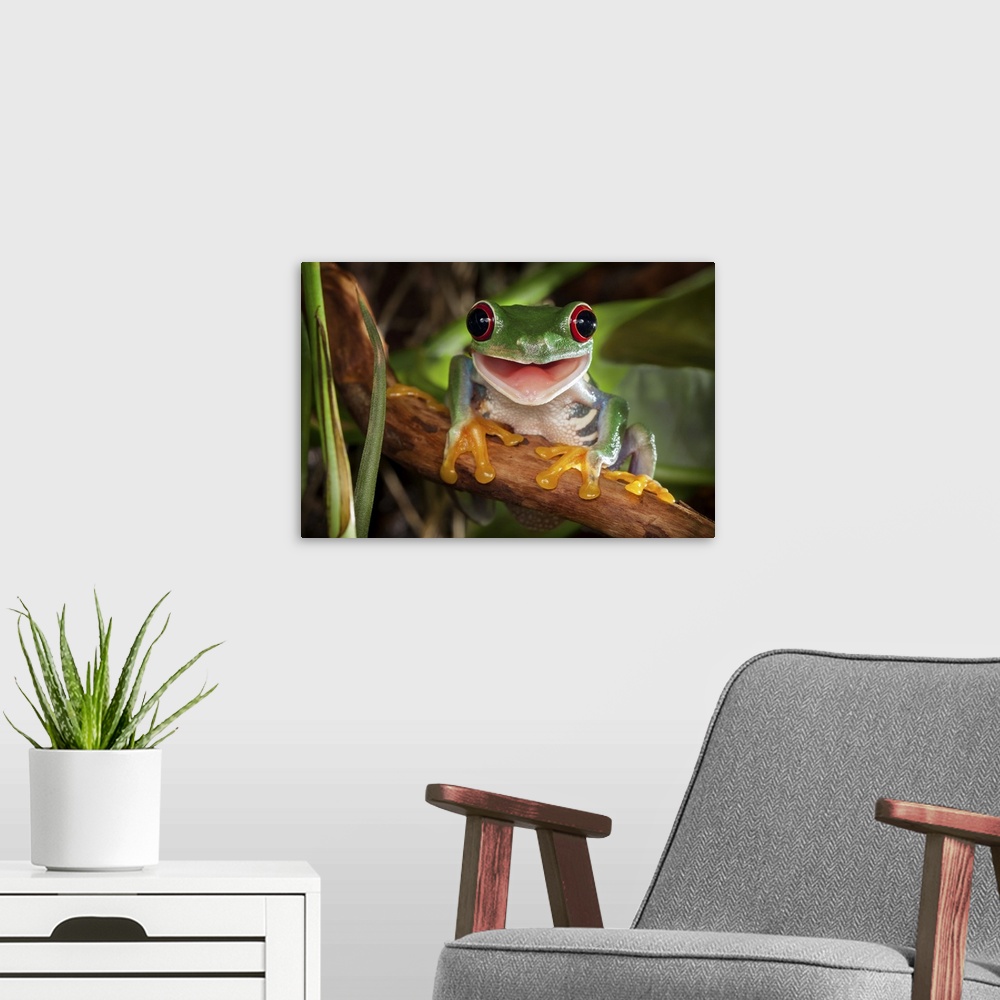 A modern room featuring Red-eyed tree frog sitting on the branch and smiling.