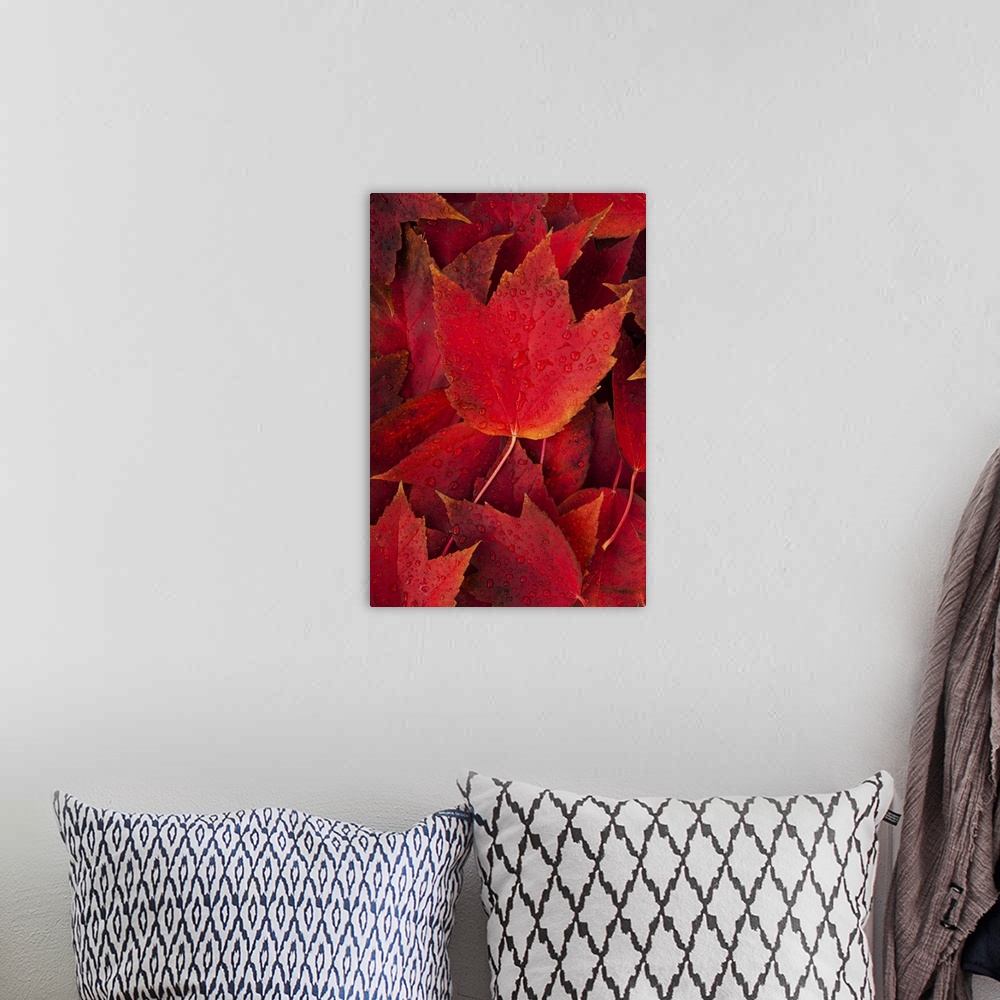 A bohemian room featuring Red fall leaves with water drops