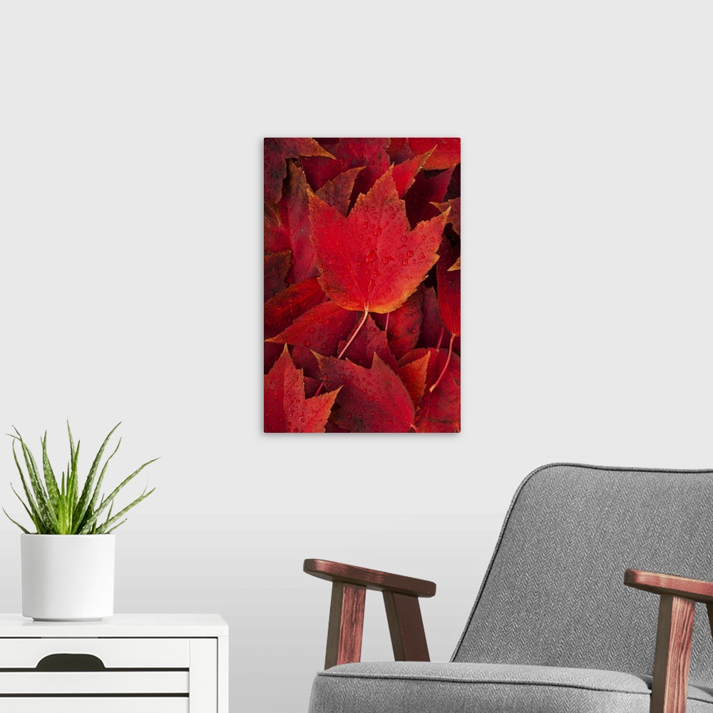 A modern room featuring Red fall leaves with water drops