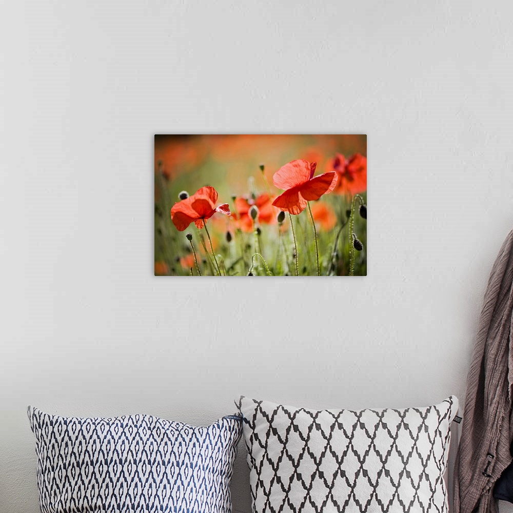 A bohemian room featuring Backlit red field Poppies, common names include Corn poppy, Corn Rose, field poppy and Flanders p...