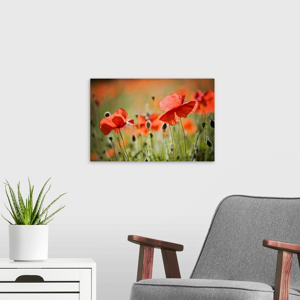 A modern room featuring Backlit red field Poppies, common names include Corn poppy, Corn Rose, field poppy and Flanders p...