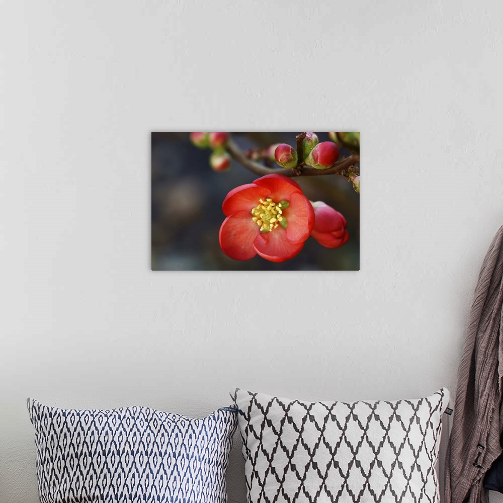 A bohemian room featuring Red flowering quince.