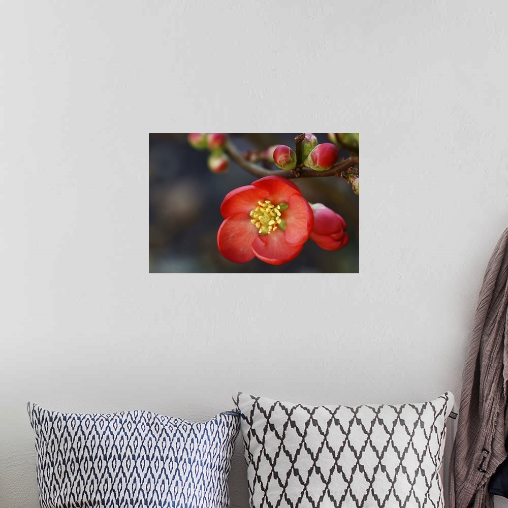 A bohemian room featuring Red flowering quince.