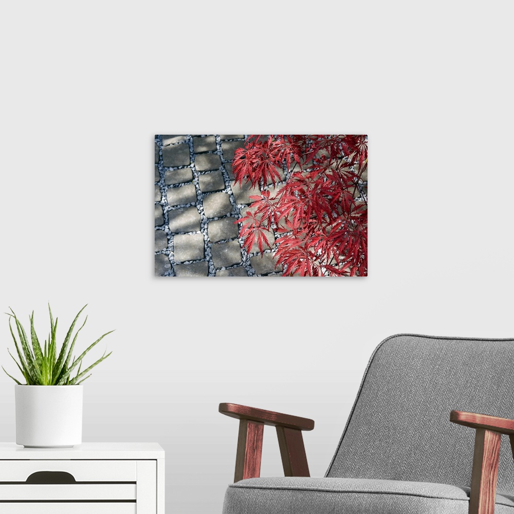 A modern room featuring Red foliage of Japanese maple (Acer palmatum) over grey cobbles