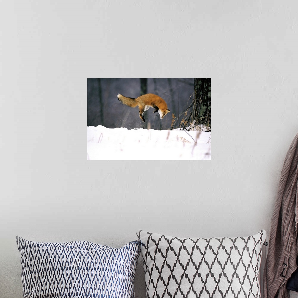 A bohemian room featuring Red Fox Jumping In The Snow