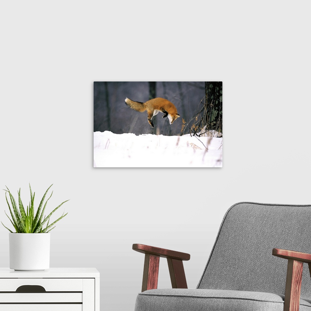 A modern room featuring Red Fox Jumping In The Snow