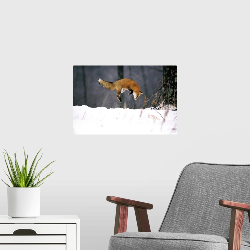 A modern room featuring Red Fox Jumping In The Snow