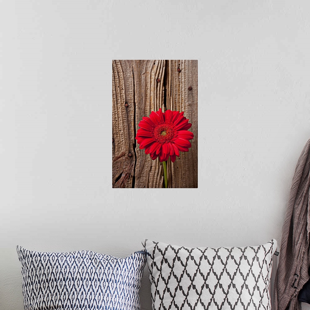 A bohemian room featuring Up-close photograph of flower blossom in front of a wooden door with nails.