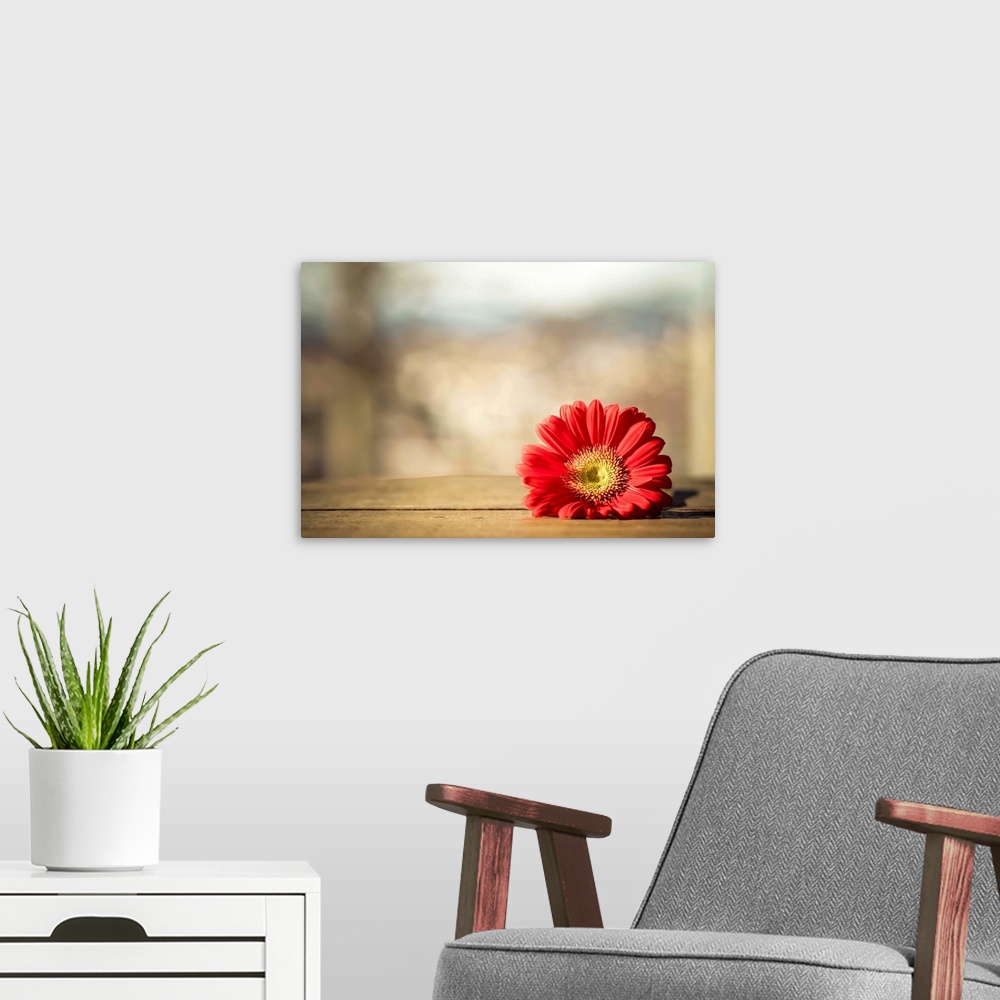 A modern room featuring Red Gerbera daisy on wooden crate.