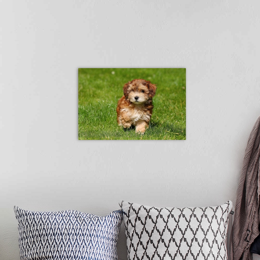 A bohemian room featuring Red Havanese puppy of 8 weeks walking on green grass.Male puppy.