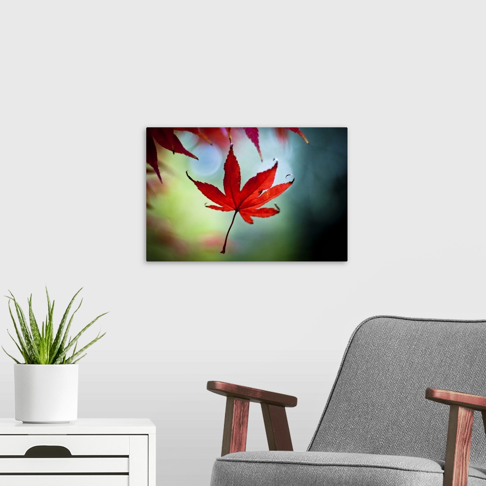 A modern room featuring A bright red Japanese maple leaf drops gently to the ground. A gentle autumn wind and a blue gree...