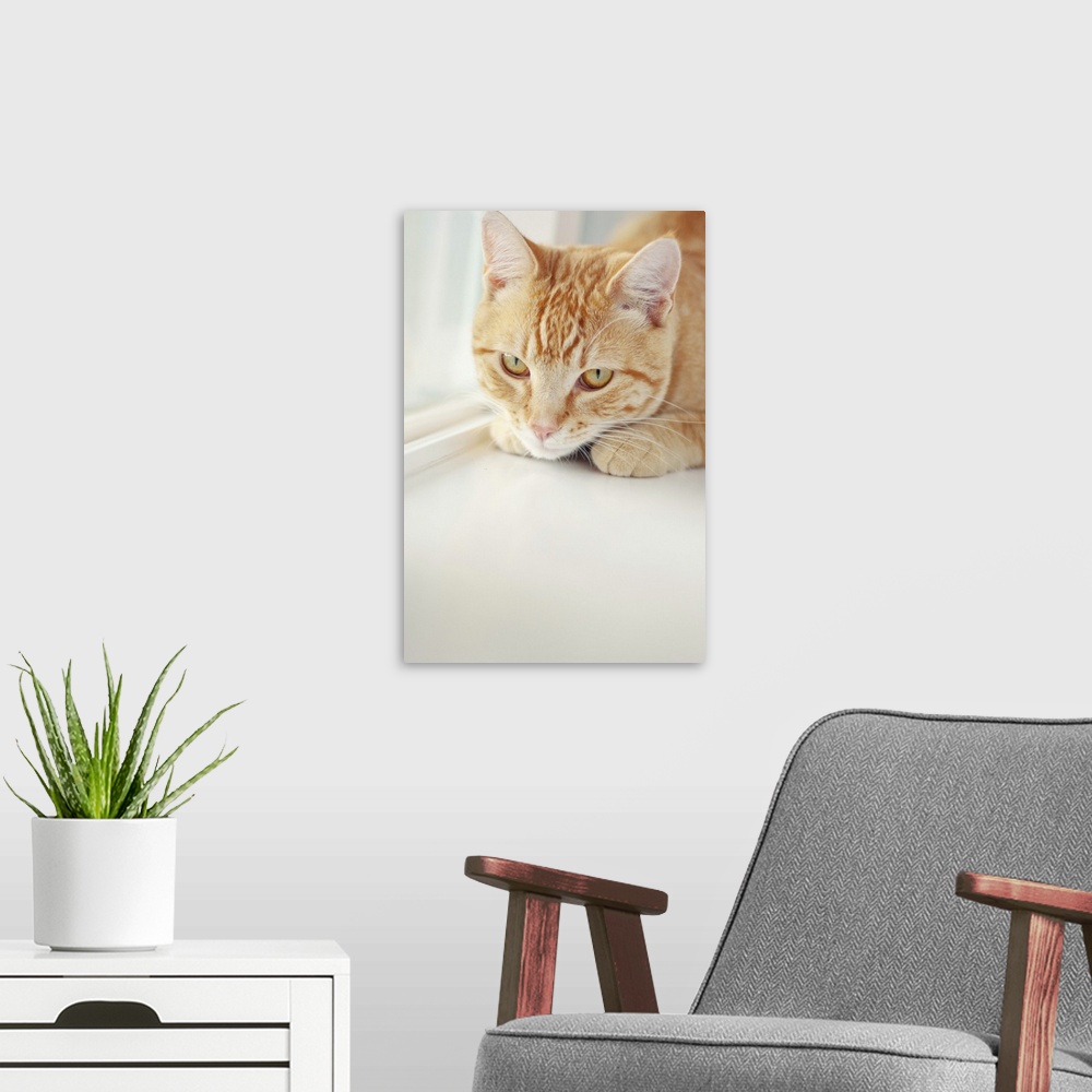 A modern room featuring Red orange cat on white window sill.