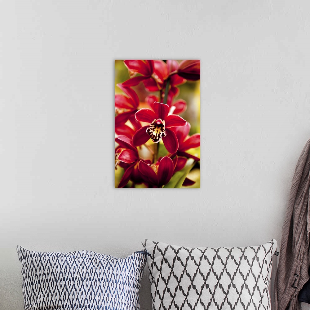 A bohemian room featuring Red Orchid flowers.
