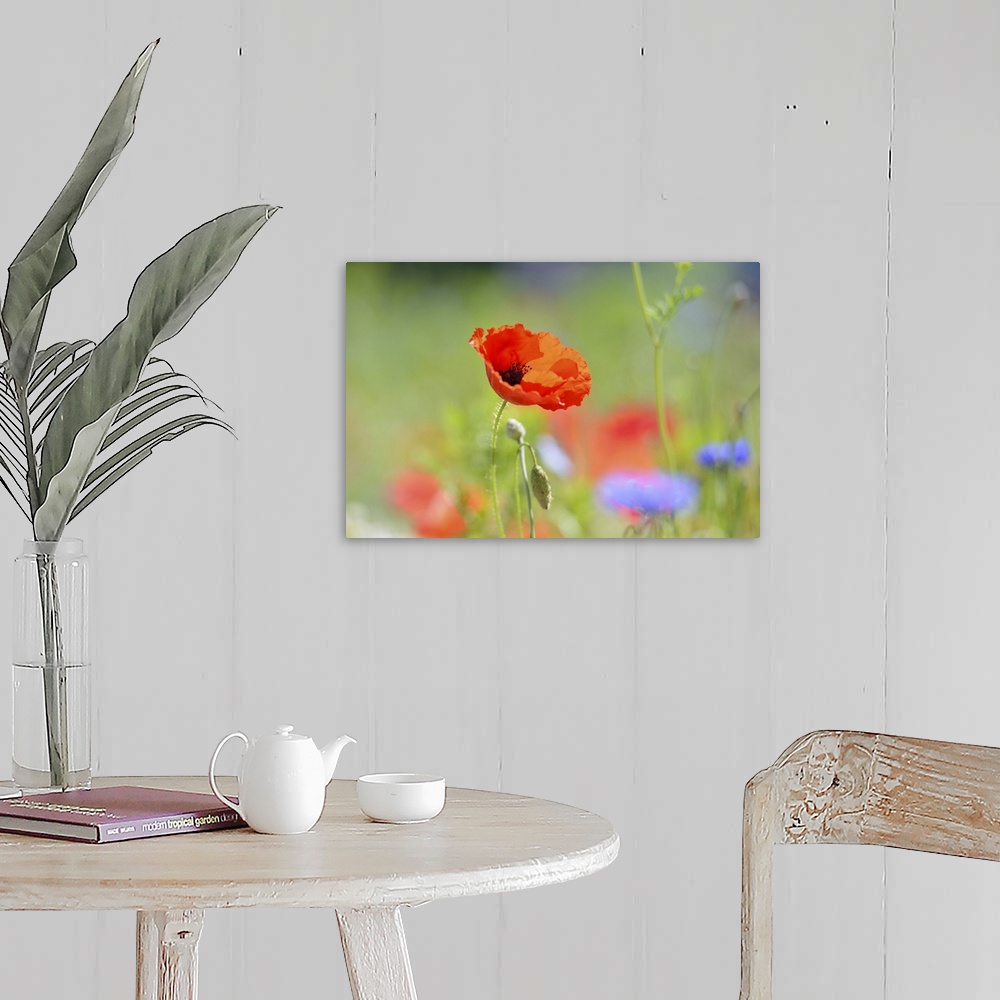 A farmhouse room featuring Red poppy and flowers
