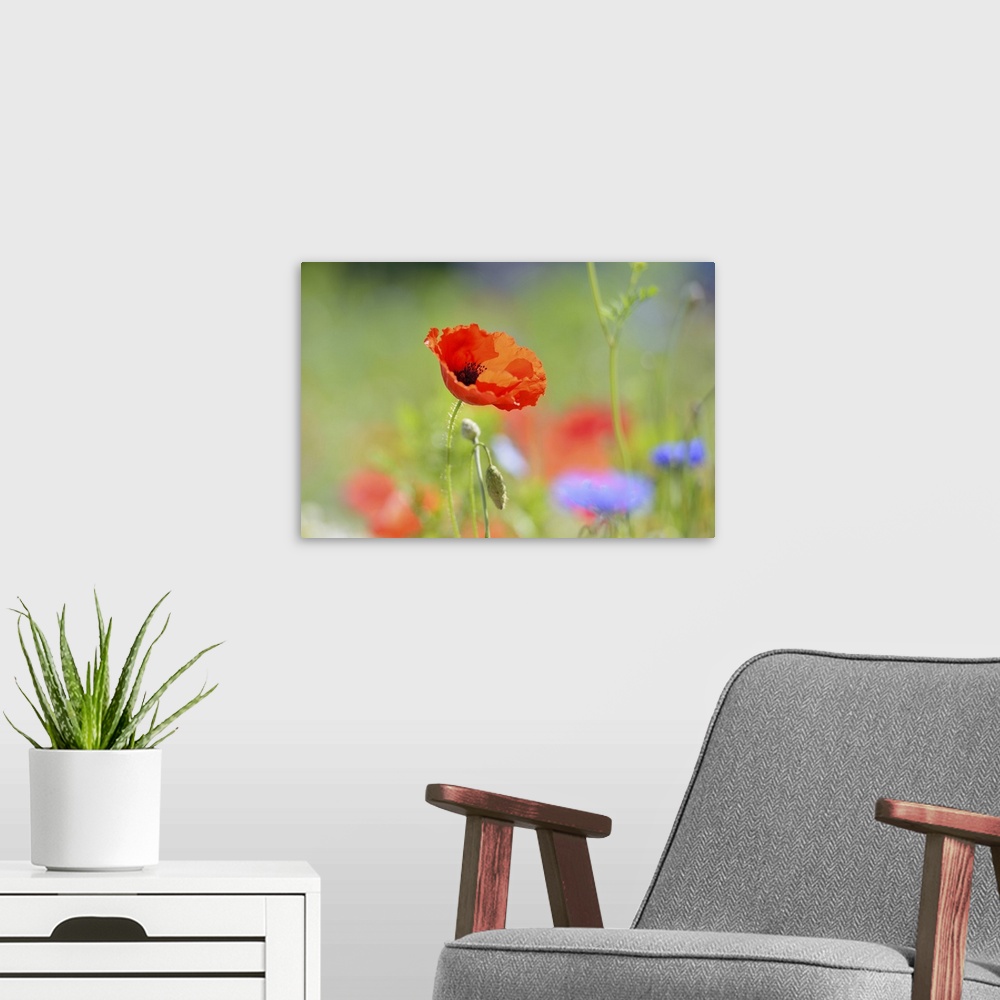 A modern room featuring Red poppy and flowers