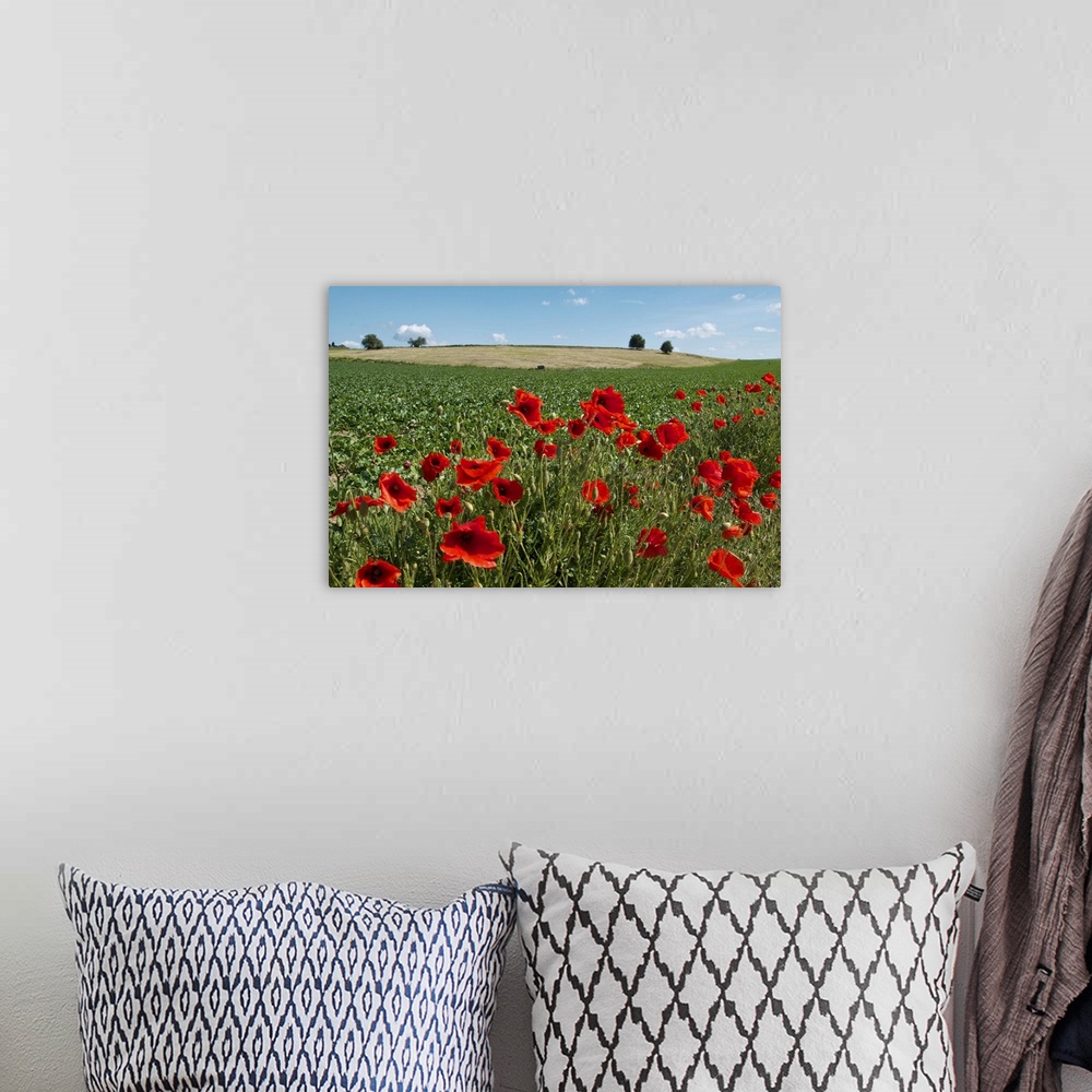 A bohemian room featuring A green Belgian field colored by red poppies and a blue sky.