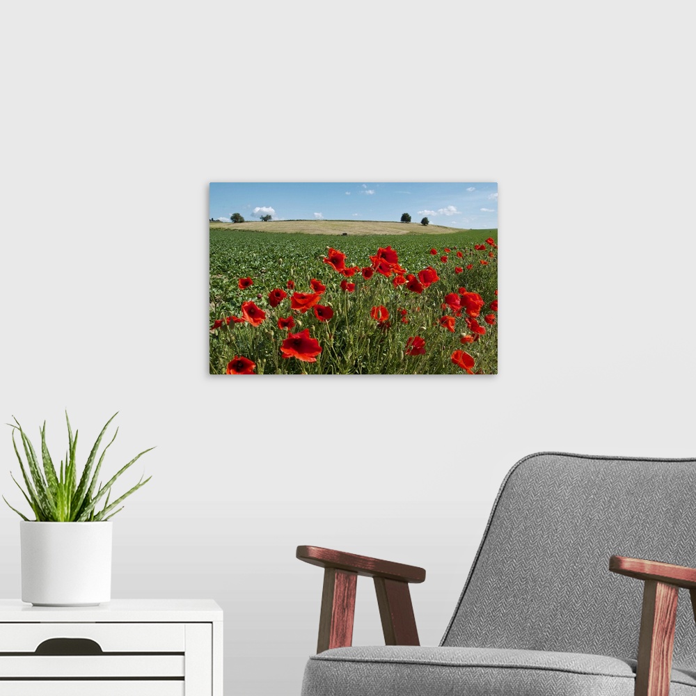 A modern room featuring A green Belgian field colored by red poppies and a blue sky.