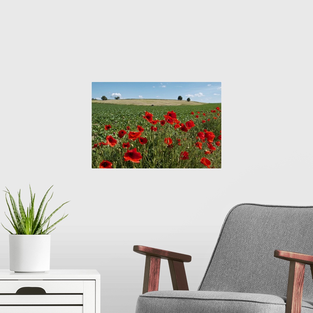 A modern room featuring A green Belgian field colored by red poppies and a blue sky.