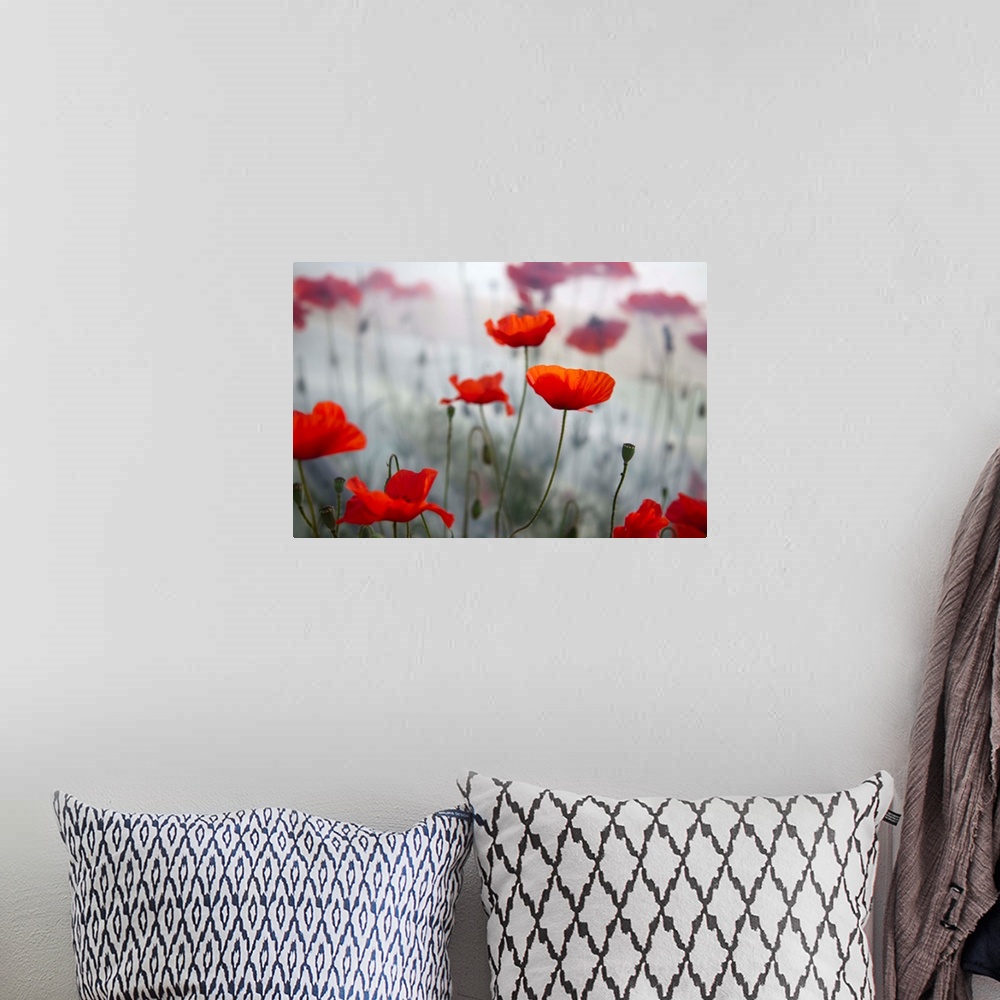 A bohemian room featuring A large photograph of red flowers on thin green stems. The background is out of focus with a fog ...