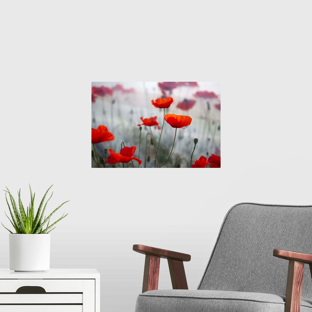 A modern room featuring A large photograph of red flowers on thin green stems. The background is out of focus with a fog ...