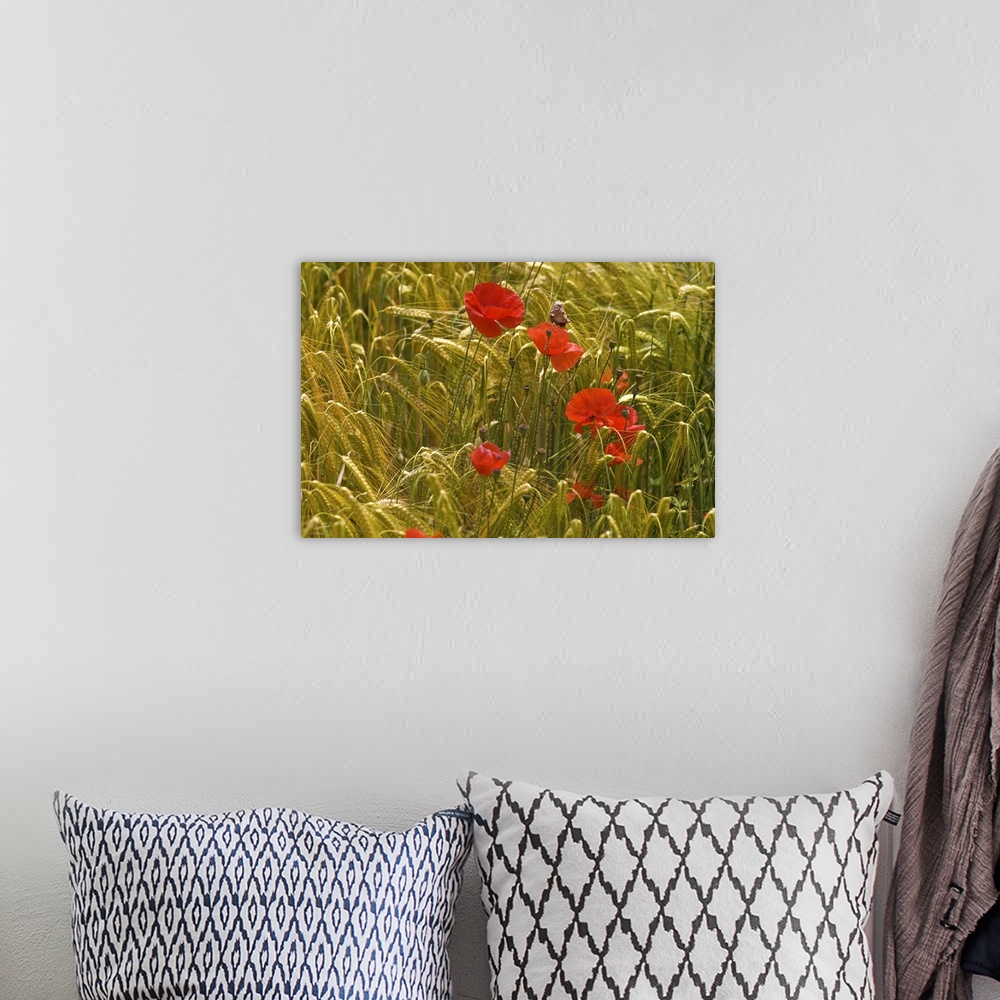 A bohemian room featuring Red poppy flowers in wheat field
