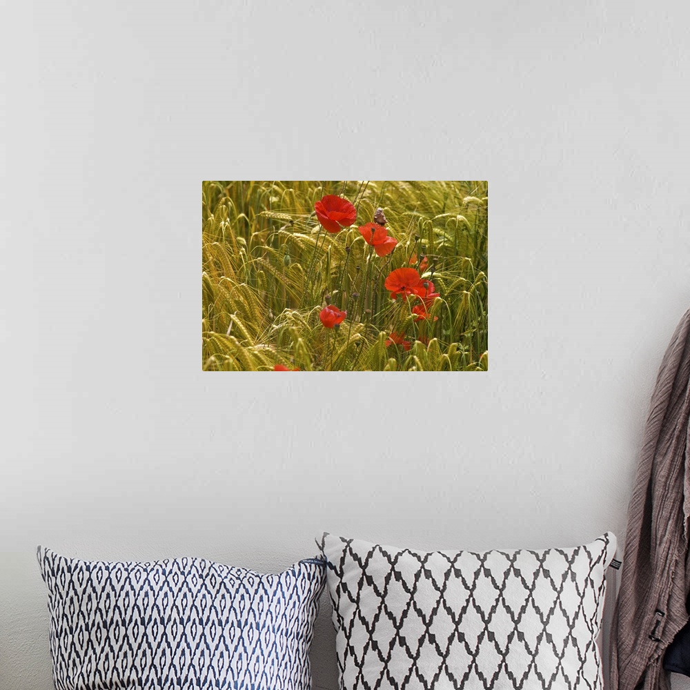 A bohemian room featuring Red poppy flowers in wheat field