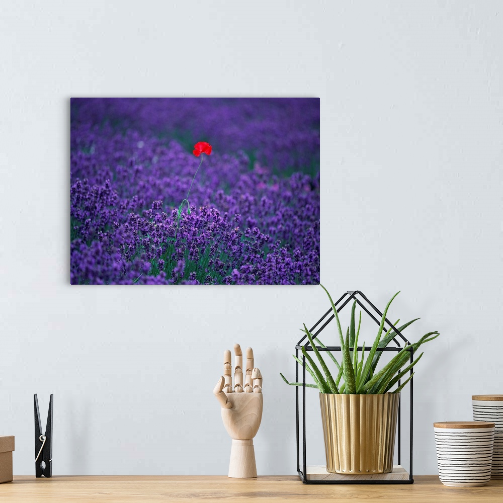 A bohemian room featuring Red poppy standing in a lavender Field