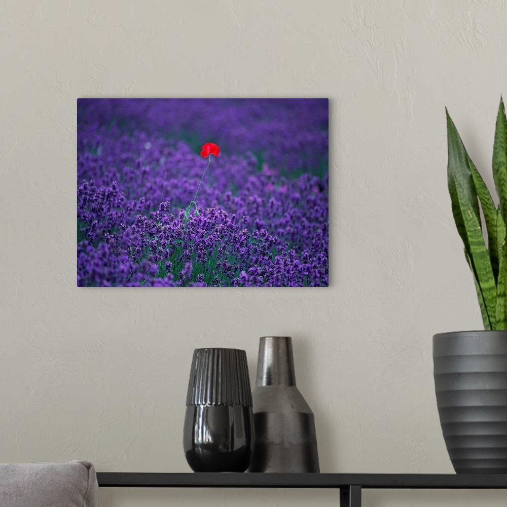 A modern room featuring Red poppy standing in a lavender Field