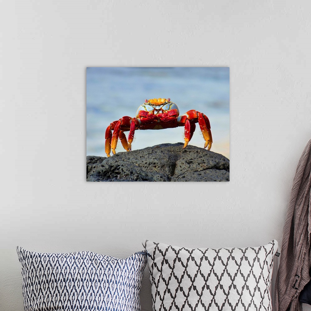 A bohemian room featuring Grapsus Grapsus crab standing on rock, Galapagos Islands.