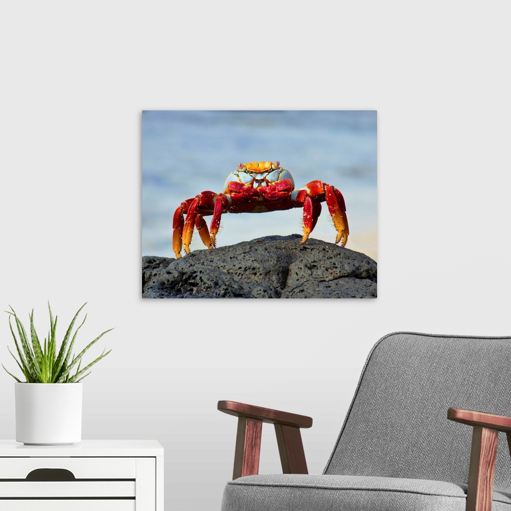 A modern room featuring Grapsus Grapsus crab standing on rock, Galapagos Islands.
