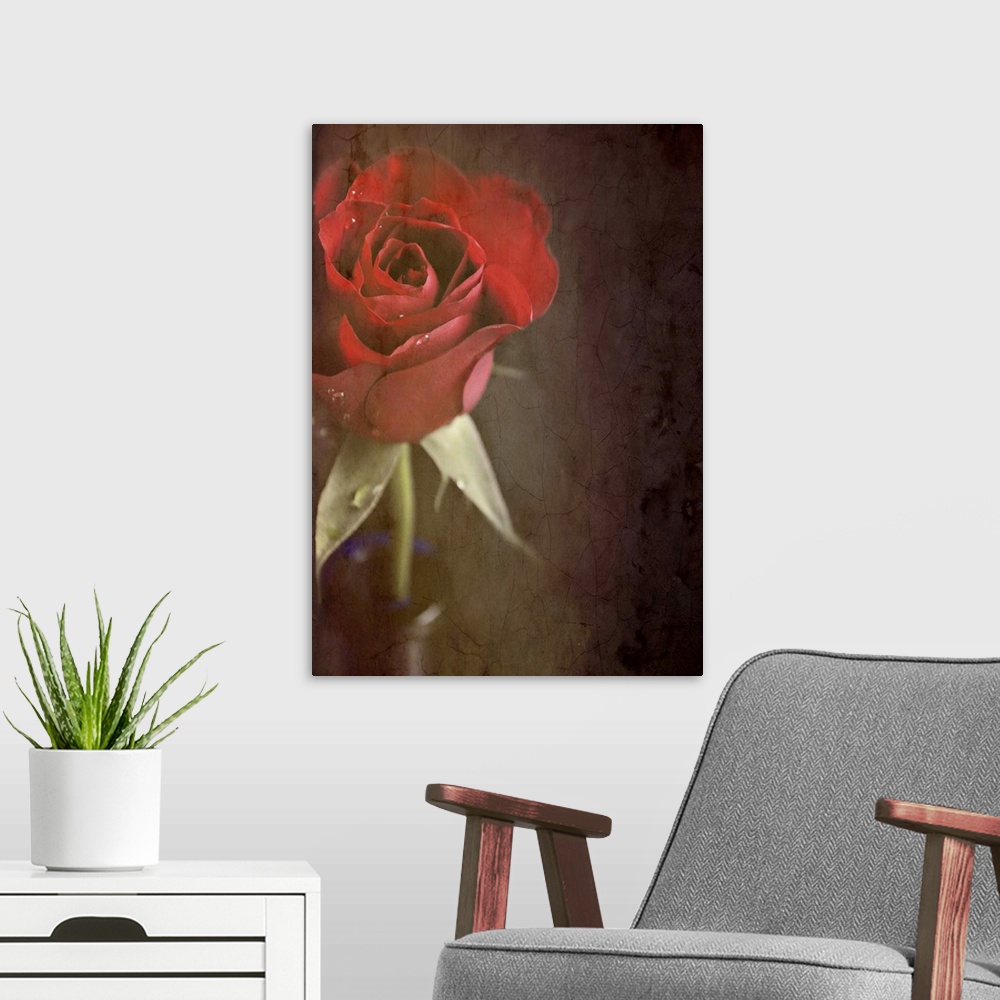 A modern room featuring Crop of a red rose in blue vase with texture.