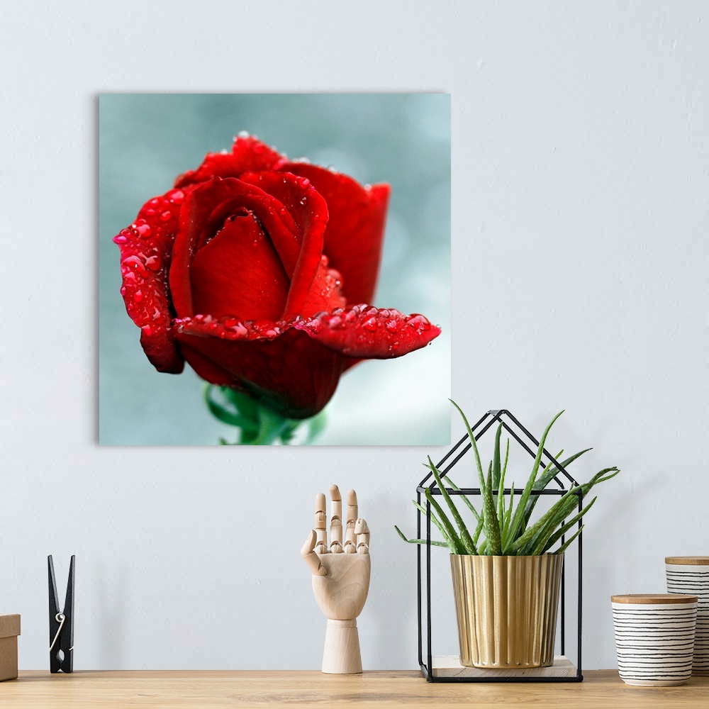 A bohemian room featuring Close-up of red rose with raindrops, Tintury, Bourgogne, France.