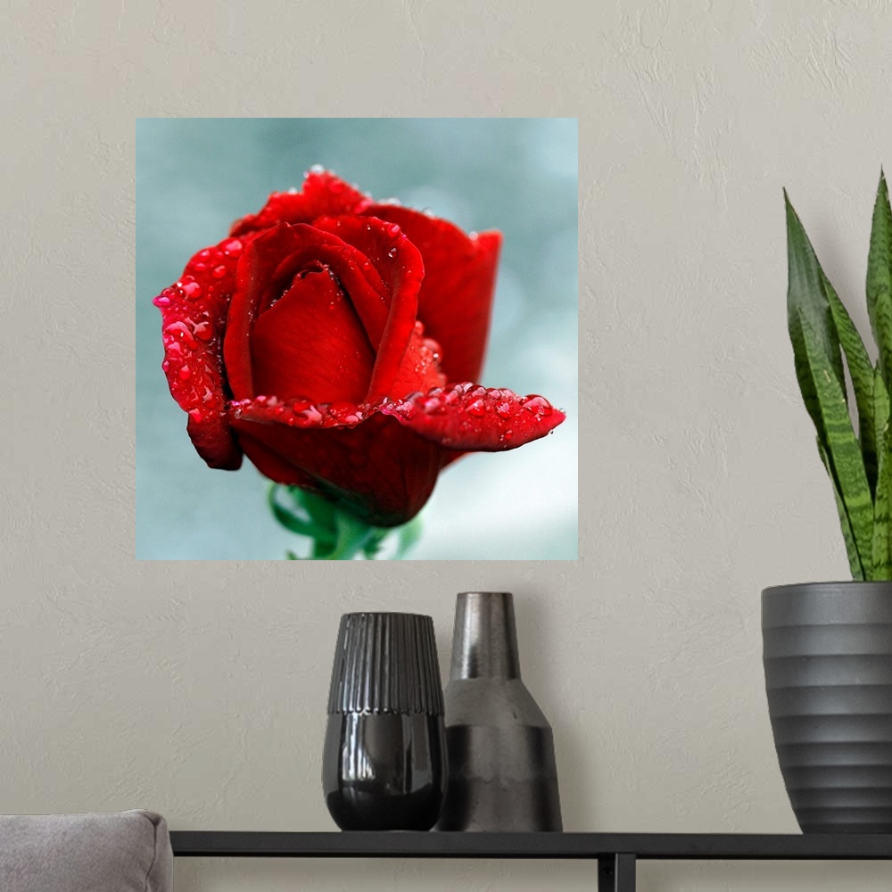 A modern room featuring Close-up of red rose with raindrops, Tintury, Bourgogne, France.