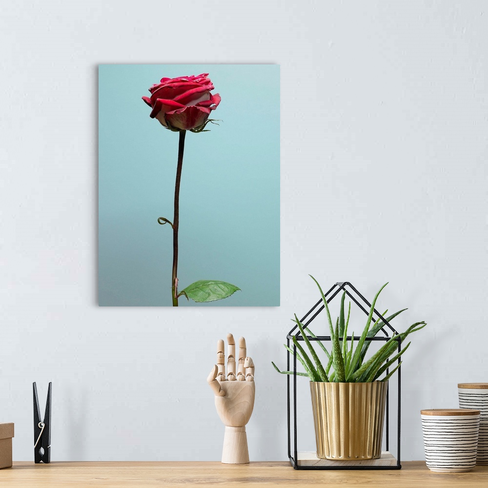 A bohemian room featuring Red Rose With Long Stem