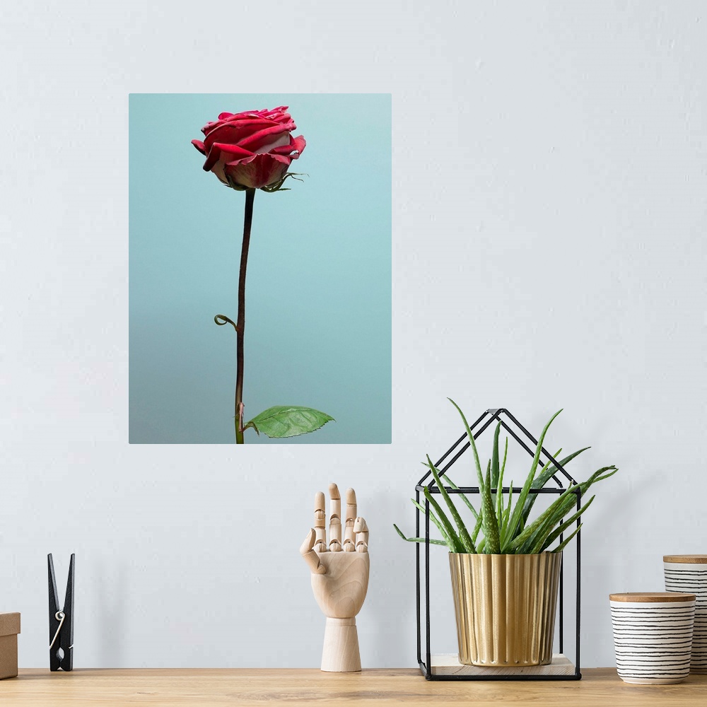 A bohemian room featuring Red Rose With Long Stem