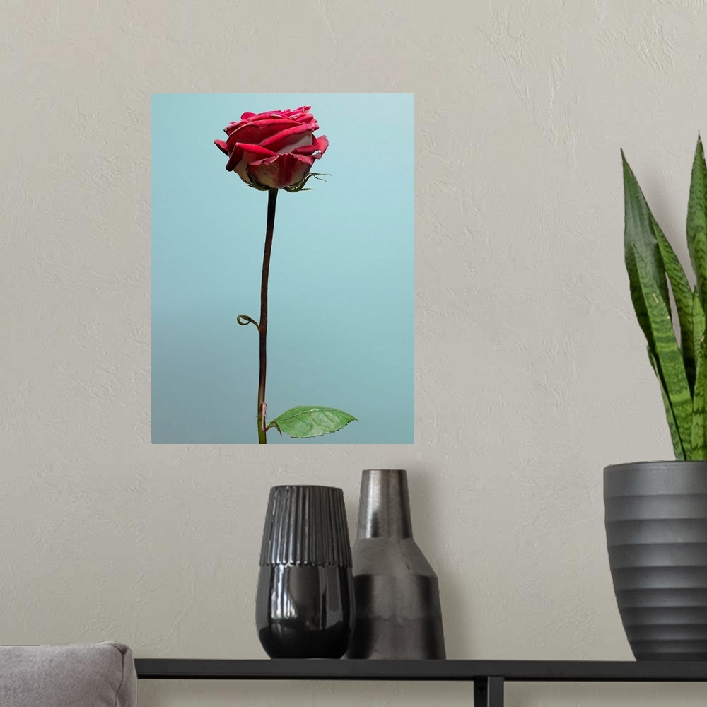 A modern room featuring Red Rose With Long Stem