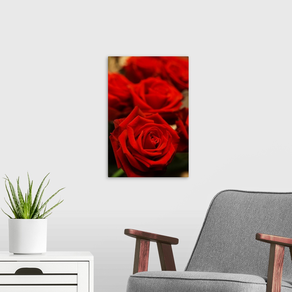 A modern room featuring Red Roses